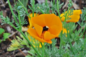 Bee gathering pollen from a California poppy (by me) Bee gathering pollen from a California poppy (by me)